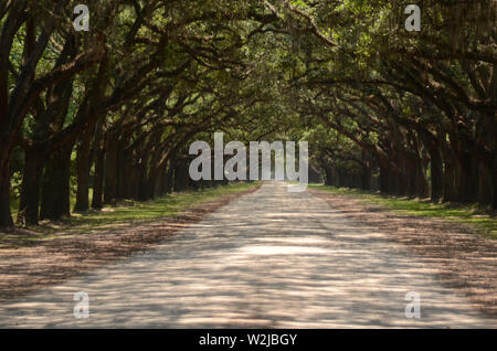 Die malerische Straße, die von mehr als vierhundert lebenden Eichen gesäumt ist, die über der Oak Avenue hängen, führt direkt zur historischen Stätte und Plantage von Wormsloe Stockfoto