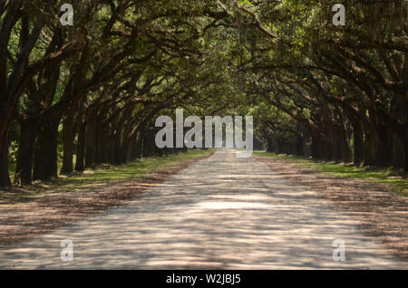 Die malerische Straße, die von mehr als vierhundert lebenden Eichen gesäumt ist, die über der Oak Avenue hängen, führt direkt zur historischen Stätte und Plantage von Wormsloe Stockfoto