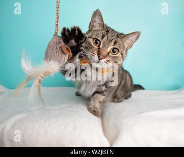 Braun Tabby Cat spielt mit einem Spielzeug im Studio Stockfoto