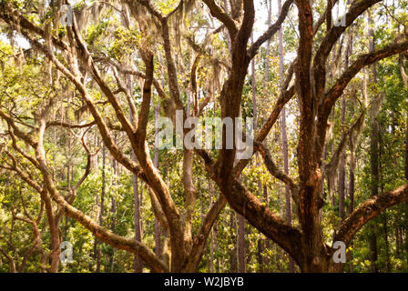 Die malerische Straße, die von mehr als vierhundert lebenden Eichen gesäumt ist, die über der Oak Avenue hängen, führt direkt zur historischen Stätte und Plantage von Wormsloe Stockfoto