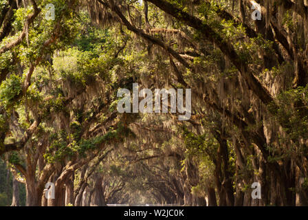 Die malerische Straße, die von mehr als vierhundert lebenden Eichen gesäumt ist, die über der Oak Avenue hängen, führt direkt zur historischen Stätte und Plantage von Wormsloe Stockfoto