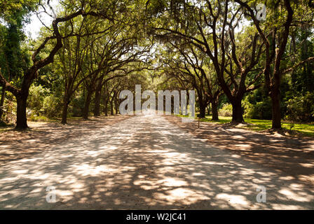 Die malerische Straße, die von mehr als vierhundert lebenden Eichen gesäumt ist, die über der Oak Avenue hängen, führt direkt zur historischen Stätte und Plantage von Wormsloe Stockfoto