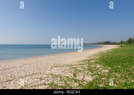 Ipomoea pes-caprae am White Sand Beach. Stockfoto