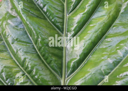 Tropische Blätter Fasern. Stockfoto