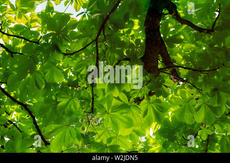 Die Sonne strahlt durch das Dach der Kastanie. Stockfoto