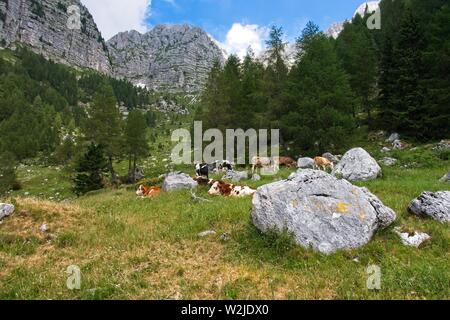 Bauernhof Kühe grasen auf den grünen Hängen der Berge. Das Konzept der ökologischen und Foto Tourismus Stockfoto