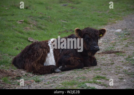 Ruhe Belted Galloway Kalb zur Festlegung in England. Stockfoto