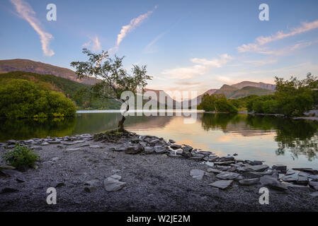 Einsamer Baum am Ufer Llyn Padarn, Llanberis, ruhige See und im Hintergrund Mount Snowdon Stockfoto