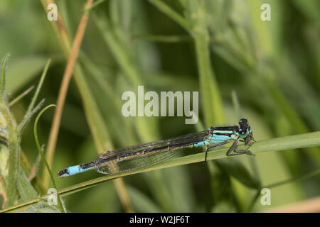Blue-tailed Damselfly (männlich) Stockfoto