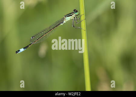 Blue-tailed Damselfly (männlich) Stockfoto