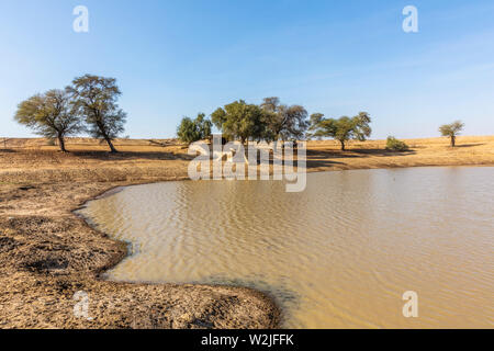 Oase in der Wüste Thar Stockfoto