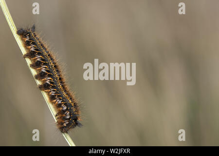 Trinker Falter Raupe Stockfoto
