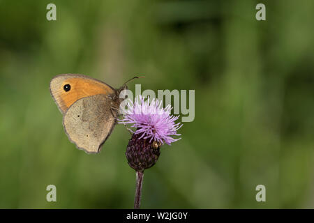 Wiese braun Butterfly (männlich) Stockfoto