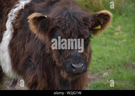 Struppiges Fell auf dem Gesicht eines Belted Galloway Kalb. Stockfoto