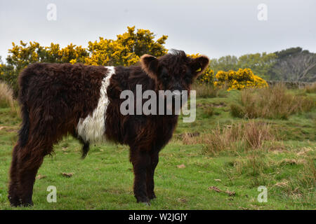 Süße Dartmoor belted gallowa Kalb, stehend auf Mauren in England. Stockfoto