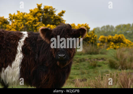 Tag grau mit einem niedlichen Dartmoor Belted Galloway Kalb auf dem Moor. Stockfoto