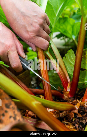 Frau schneidet der Saison Rhabarber in Yorkshire Garten mit Messer Stockfoto