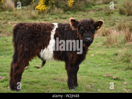 Adorable junge Belted Galloway Kalb auf Englisch Moor. Stockfoto