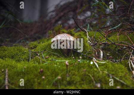 Pilz im Moos Stockfoto