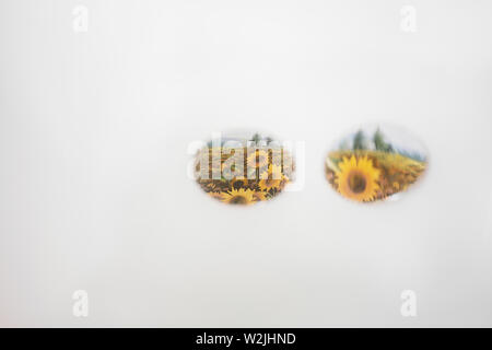 Sonnenblumen im Kreis reflektiert Spiegel ohne Rahmen. Minimalen Hintergrund Konzept Stockfoto