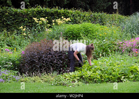 Junge weibliche Gärtnerin Frau Biegen im Garten Jäten Pflanzen in krautigen Border Gartenbett Juni Sommer in Bute Park Cardiff Wales UK KATHY DEWITT Stockfoto