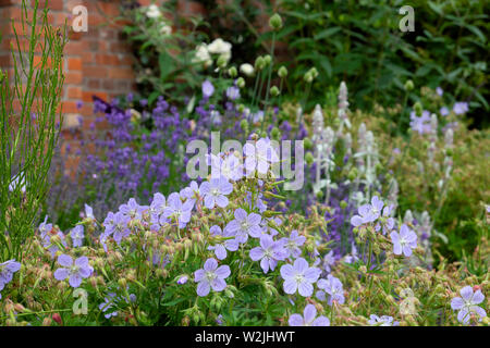 Purpur Geranien wachsen zusammen mit lila Lavendel und verschiedene Pflanzen in einem staudenbeet Blumenbeet Bute Park Cardiff Wales UK KATHY DEWITT Stockfoto