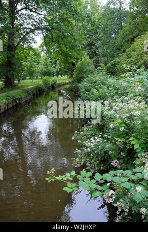 Blackberry Büsche brambles in Blume von einem Bach und Bäume im Juni in Bute Park Cardiff Wales UK KATHY DEWITT Stockfoto