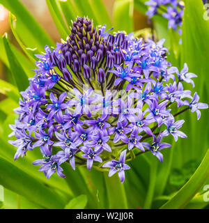 Eine Makroaufnahme der Seitenansicht eines portugiesischen Blausterne blühen. Stockfoto