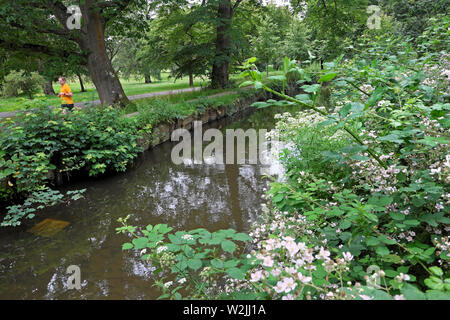 Blackberry Büsche brambles in Blume von einem Bach und Bäume im Juni in Bute Park Cardiff Wales UK KATHY DEWITT Stockfoto