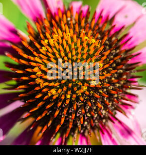 Eine Makroaufnahme der zentralen Detail einer Echinacea blüht. Stockfoto