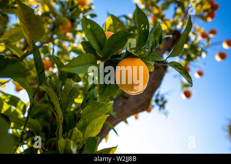 Marbella Themenbild Sommer, Orangen Orangen ein einem Orangenbaum vor blauem Himmel bei strahlendem Sonnenschein. Stockfoto