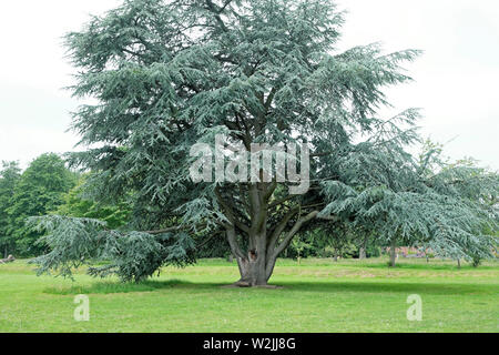 Riesige Evergreen blaue Zeder Cedrus Atlantica Reptans im Juni in Bute Park Cardiff Wales UK KATHY DEWITT Stockfoto