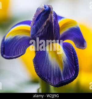 Eine Makroaufnahme der bunte Blütenblätter einer Iris blüht. Stockfoto