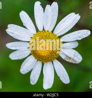 Eine Makroaufnahme eines nassen weißen oxeye Daisy blühen. Stockfoto