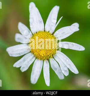 Eine Makroaufnahme eines nassen oxeye Daisy blühen. Stockfoto
