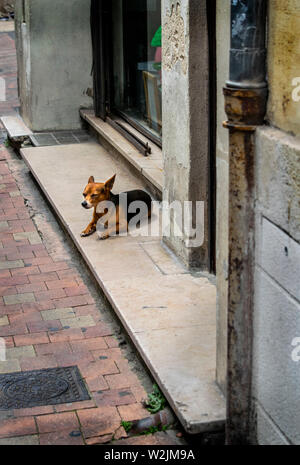 Eine kleine schwarz und tan Hund im Sonnenschein in den Straßen von Bordeaux, Frankreich, Europa ruht Stockfoto