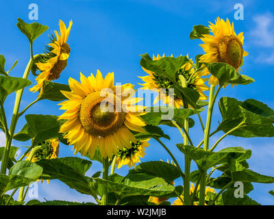Sonnenblumen in der Blüte. Stockfoto