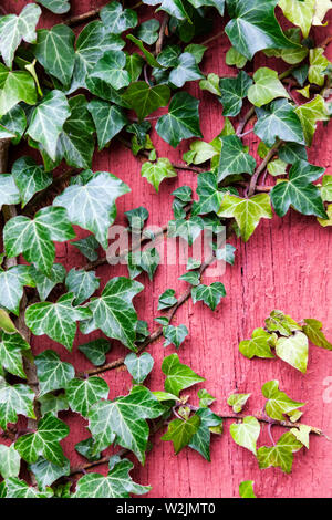 Ivy klammerte sich an eine alte Holzwand mit roter Farbe verblasst und Rissbildung Stockfoto