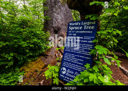 Weltweit größte Spruce Tree board, Olympic National Park, Washington, Vereinigte Staaten von Amerika, Quinalt Regenwald. Stockfoto