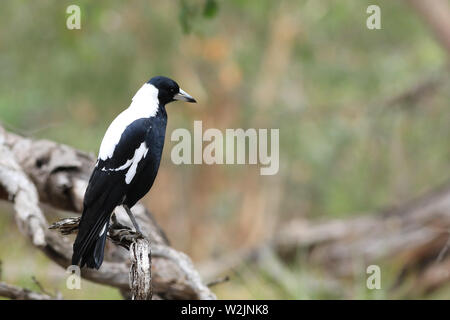 Eine australische Magpie, Cracticus tibicen, thront Stockfoto