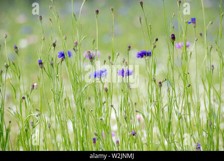 Centaurea Cyanus. Kornblume Wildblumenwiese in einem englischen Garten Stockfoto