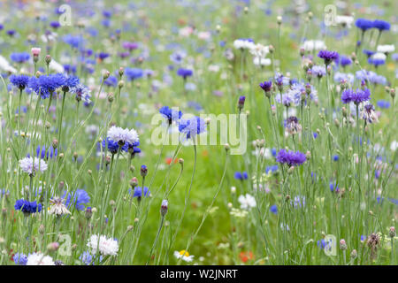 Centaurea Cyanus. Kornblume Wildblumenwiese in einem englischen Garten Stockfoto