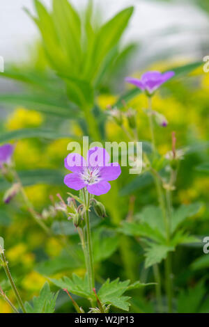 Geranie. Cranesbill Blume in einem Garten. Stockfoto