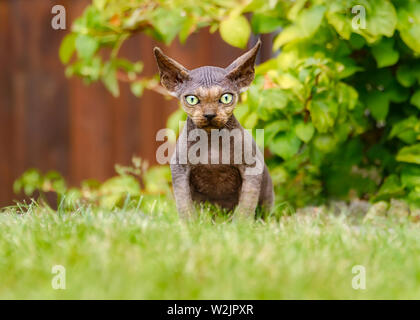 Junge Devon Rex Hauskatze, männliche Kätzchen fast unbehaart, sitzt in einem Garten und neugierig mit großen grünen Augen und großen vorspringenden Ohren Stockfoto