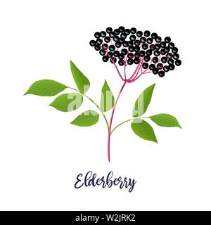 Reife Schwarze Holunder mit Zweig, Beeren, Blätter. Sambucus. Ältere Schwarze Pflanze, Europäischen Elder, Europäische Holunder Stock Vektor