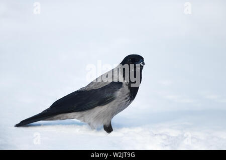 Nahaufnahme einer Nebelkrähe (Corvus cornix) im Schnee. Stockfoto