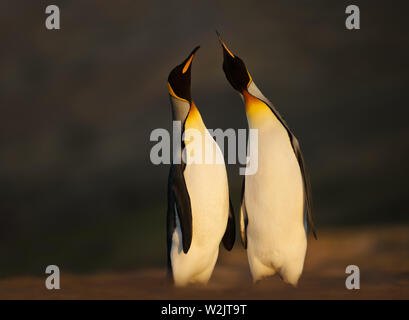 Nahaufnahme von Königspinguine (Aptenodytes patagonicus) auf einem sandigen Küste bei Sonnenaufgang stehen, Falkland Inseln. Stockfoto