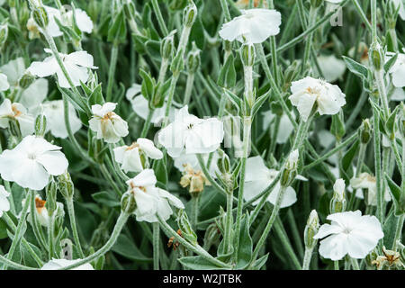 Weiß blühenden Rose campion (Lupinus coronaria 'Alba') Stockfoto