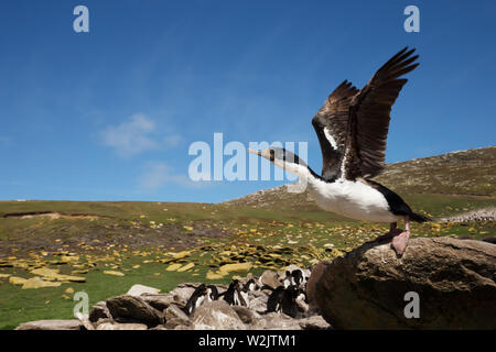 Nahaufnahme eines imperialen Shag (Leucocarbo atriceps), Falkland Inseln. Stockfoto