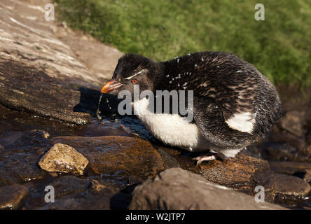 Nahaufnahme eines südlichen Rockhopper (Eudyptes chrysocome) penguin Trinkwasser von einem Strom, Falkland Inseln. Stockfoto